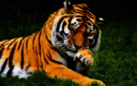 白虎桌布|[1900+] Tiger Wallpapers